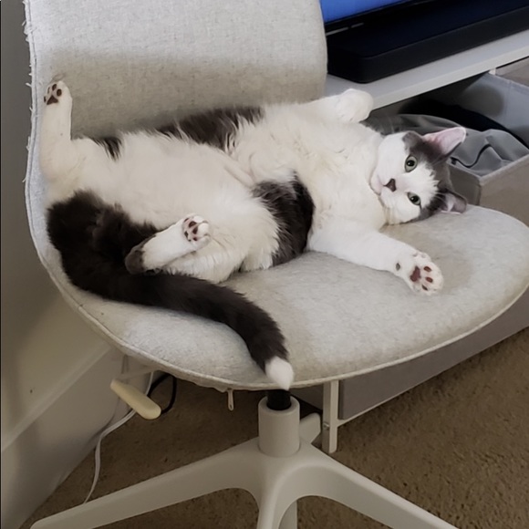 Bear - Picture 1 of 16